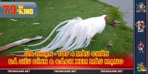 Gà Nhạn - Top 4 Màu Chân Đá Siêu Đỉnh & Cách Xem Màu Mạng 